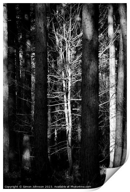 sunlit tree monochrome Print by Simon Johnson