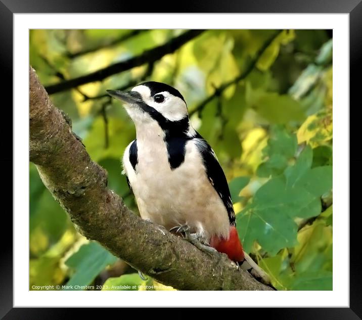 Striking Beauty The Great Spotted Woodpecker Framed Mounted Print by Mark Chesters