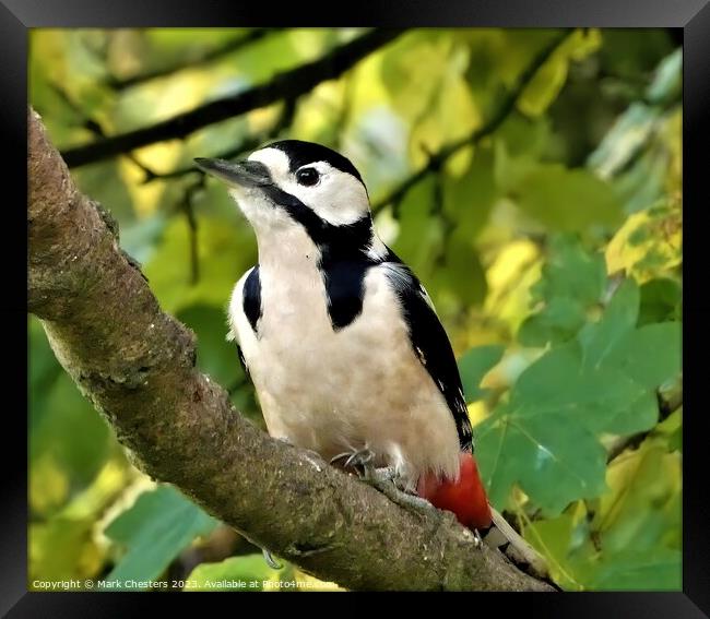 Striking Beauty The Great Spotted Woodpecker Framed Print by Mark Chesters