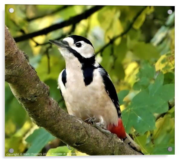 Striking Beauty The Great Spotted Woodpecker Acrylic by Mark Chesters