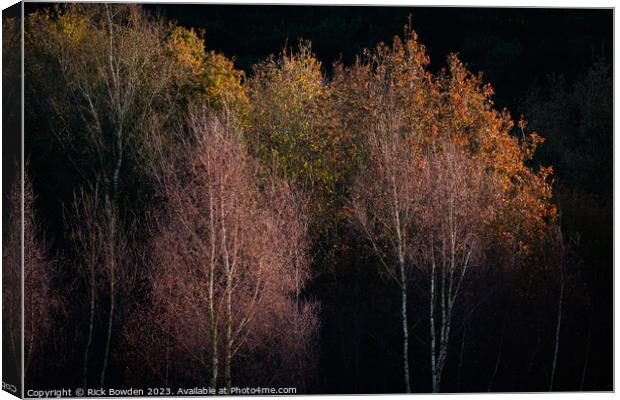 Silver Birch Glow Canvas Print by Rick Bowden