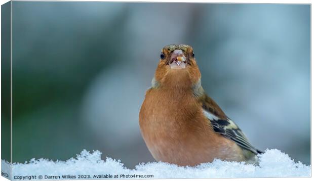 Chaffinch In The Snow  Canvas Print by Darren Wilkes