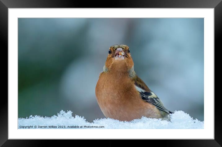 Chaffinch In The Snow  Framed Mounted Print by Darren Wilkes