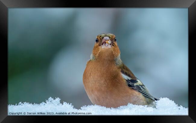 Chaffinch In The Snow  Framed Print by Darren Wilkes