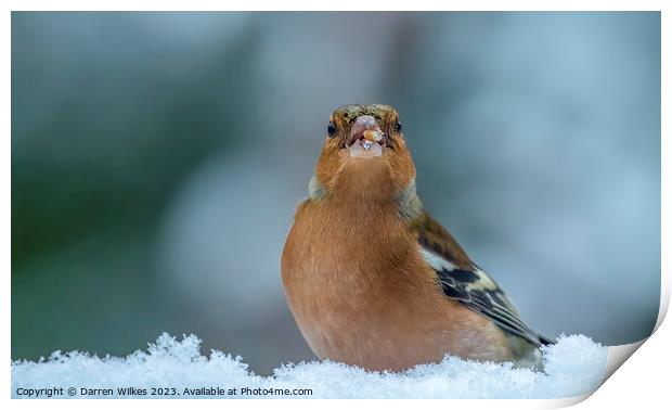 Chaffinch In The Snow  Print by Darren Wilkes