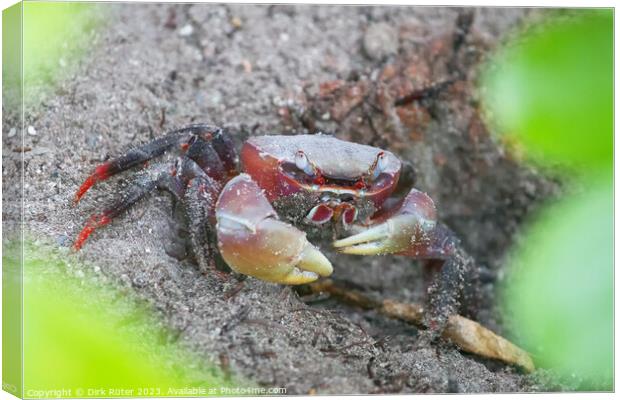 Spider Crab (Neosarmatium meinerti) Canvas Print by Dirk Rüter