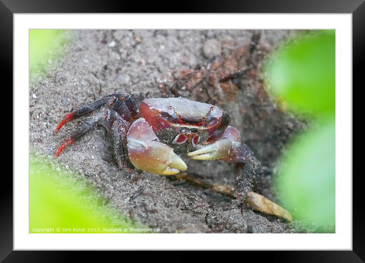 Spider Crab (Neosarmatium meinerti) Framed Mounted Print by Dirk Rüter