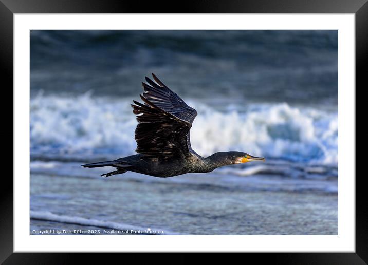 Great cormorant (Phalacrocorax carbo) Framed Mounted Print by Dirk Rüter