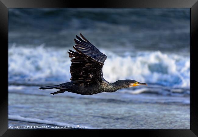 Great cormorant (Phalacrocorax carbo) Framed Print by Dirk Rüter