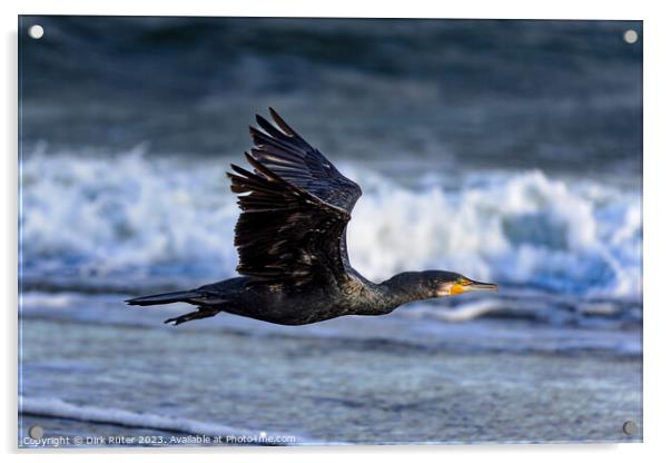 Great cormorant (Phalacrocorax carbo) Acrylic by Dirk Rüter
