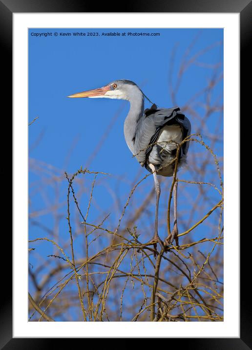 Grey heron balancing high on thin branches Framed Mounted Print by Kevin White