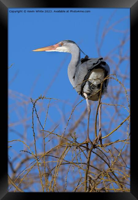 Grey heron balancing high on thin branches Framed Print by Kevin White