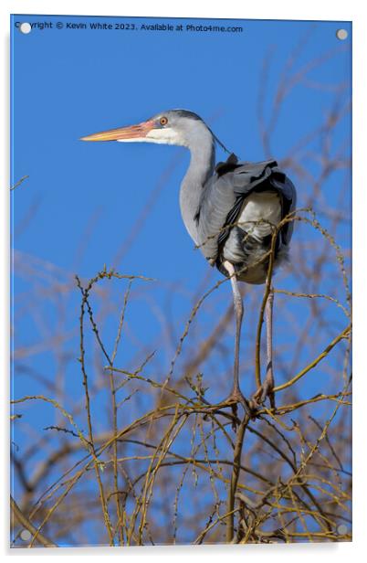 Grey heron balancing high on thin branches Acrylic by Kevin White