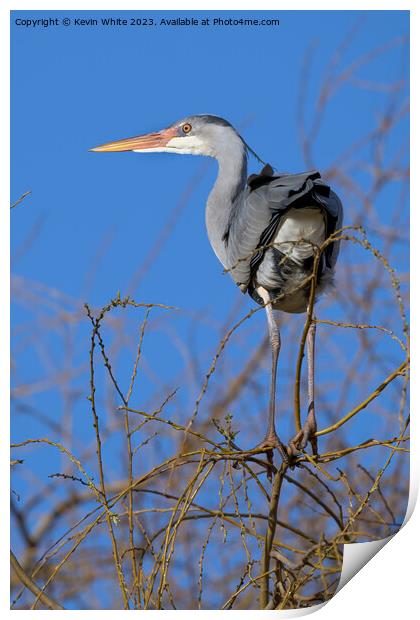 Grey heron balancing high on thin branches Print by Kevin White