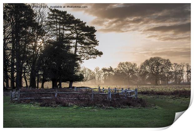 February sunrise at Bushy Park in Surrey Print by Kevin White
