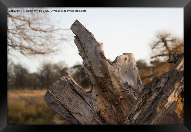 Rugged dead tree stump Framed Print by Kevin White