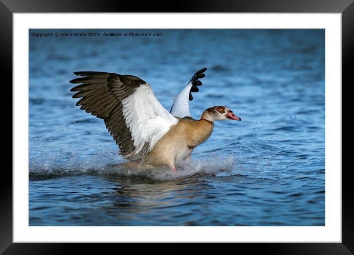 The goose has landed Framed Mounted Print by Kevin White