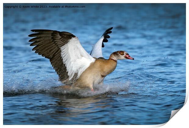 The goose has landed Print by Kevin White