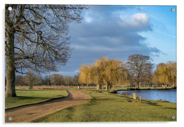 February dawn at Bushy Park ponds Acrylic by Kevin White