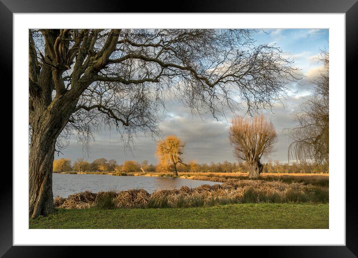 First February sun at Bushy Park Surrey Framed Mounted Print by Kevin White