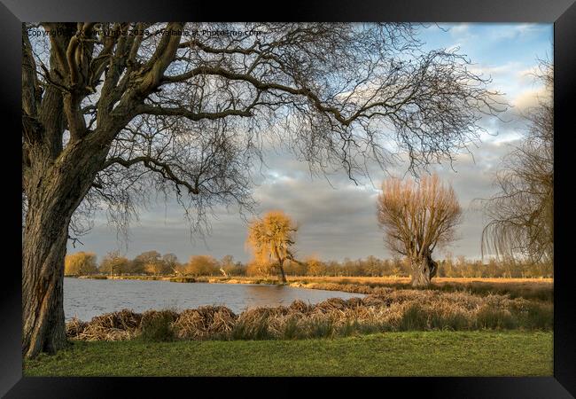 First February sun at Bushy Park Surrey Framed Print by Kevin White