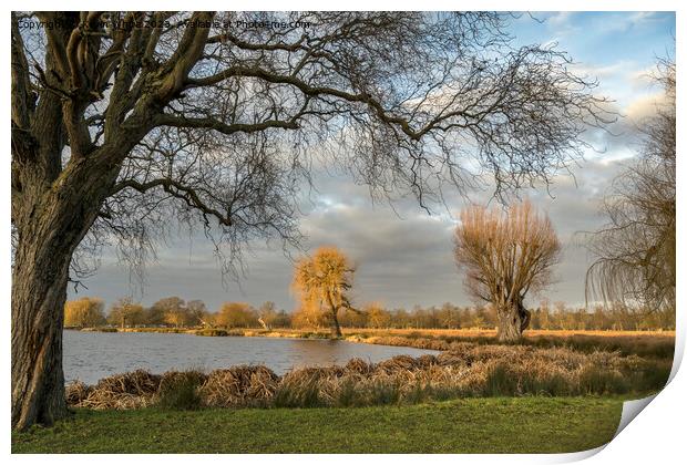 First February sun at Bushy Park Surrey Print by Kevin White