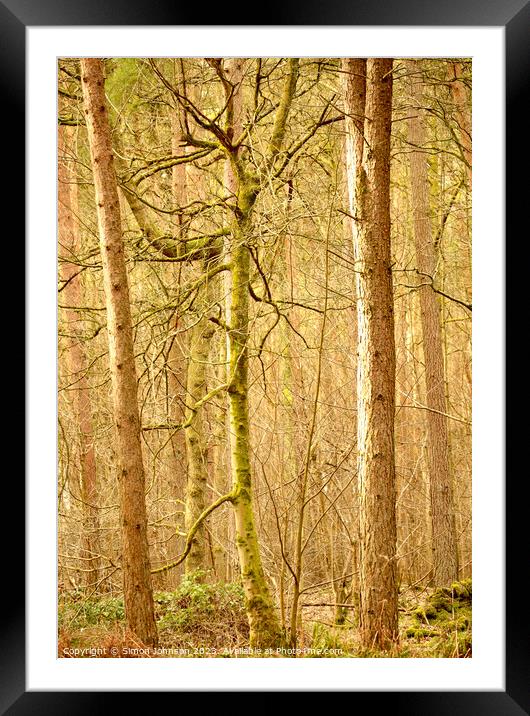woodland architecture Framed Mounted Print by Simon Johnson