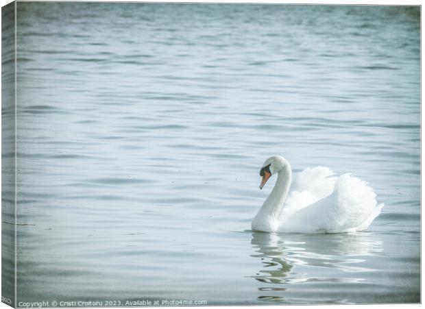 Graceful white swan (Cygnus olor) swimming on a lake or sea Canvas Print by Cristi Croitoru