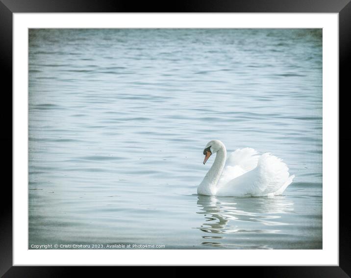 Graceful white swan (Cygnus olor) swimming on a lake or sea Framed Mounted Print by Cristi Croitoru