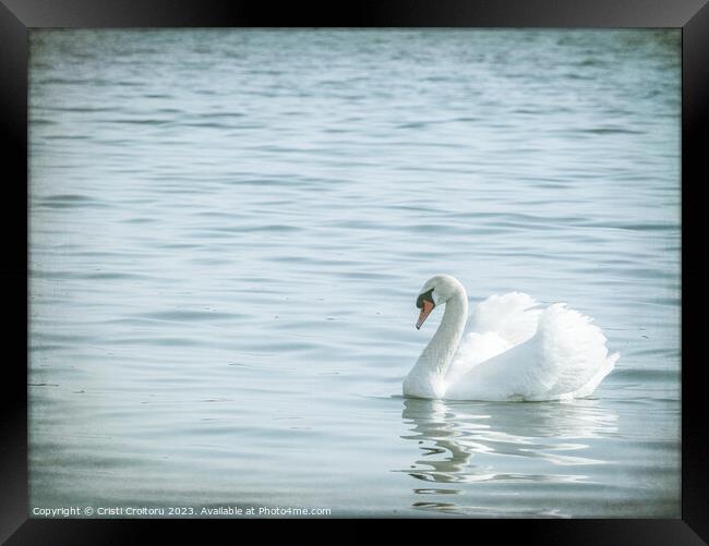 Graceful white swan (Cygnus olor) swimming on a lake or sea Framed Print by Cristi Croitoru