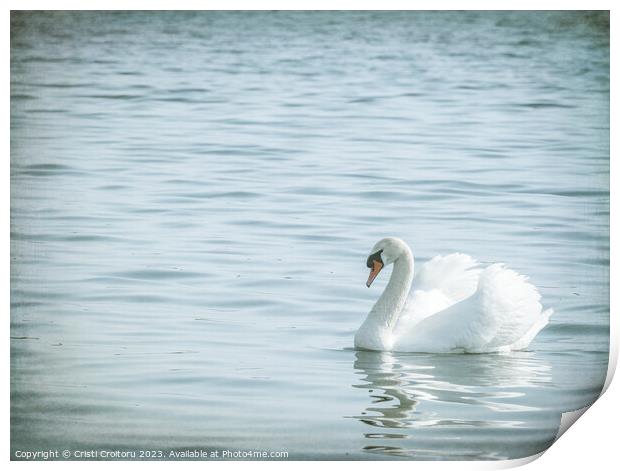 Graceful white swan (Cygnus olor) swimming on a lake or sea Print by Cristi Croitoru