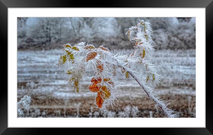 Cold Snap Framed Mounted Print by Richard Stoker