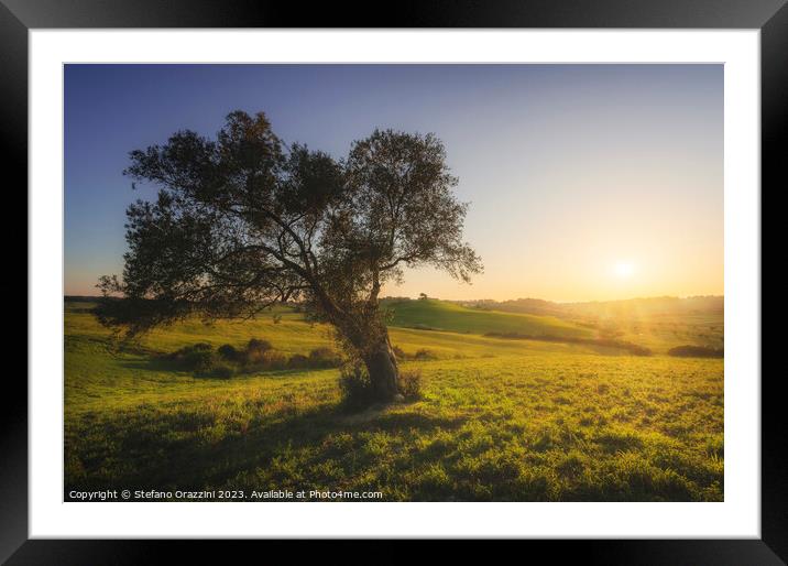 Olive tree at sunset. Maremma countryside landscape. Tuscany Framed Mounted Print by Stefano Orazzini