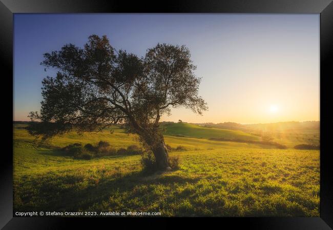 Olive tree at sunset. Maremma countryside landscape. Tuscany Framed Print by Stefano Orazzini