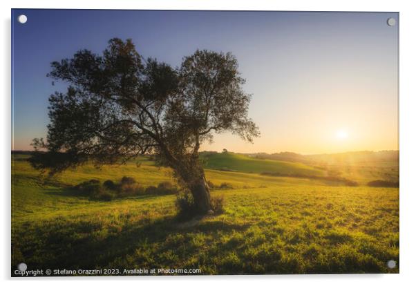Olive tree at sunset. Maremma countryside landscape. Tuscany Acrylic by Stefano Orazzini
