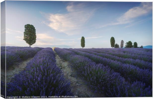 Lavender fields and trees at sunset. Orciano, Tuscany, Italy Canvas Print by Stefano Orazzini