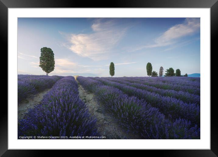Lavender fields and trees at sunset. Orciano, Tuscany, Italy Framed Mounted Print by Stefano Orazzini
