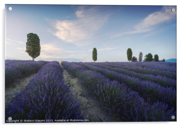 Lavender fields and trees at sunset. Orciano, Tuscany, Italy Acrylic by Stefano Orazzini