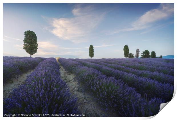 Lavender fields and trees at sunset. Orciano, Tuscany, Italy Print by Stefano Orazzini