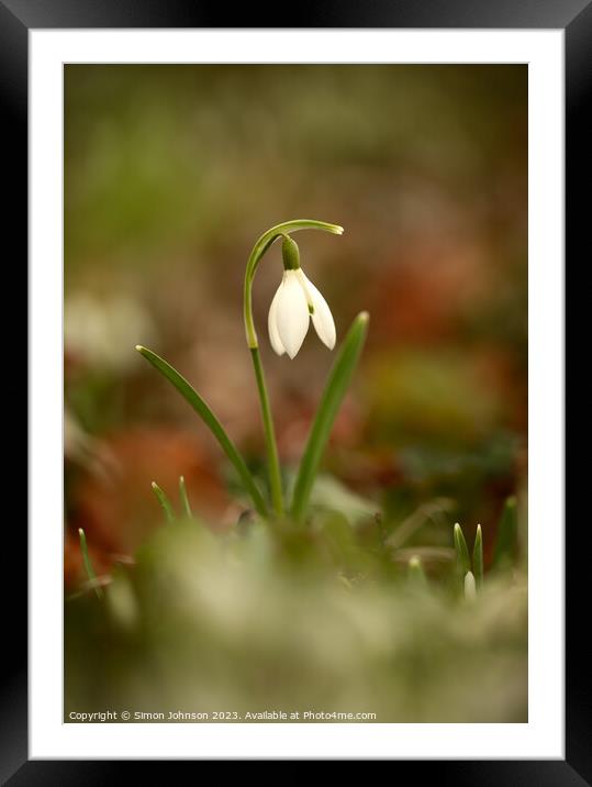 Snowdrop flower Framed Mounted Print by Simon Johnson