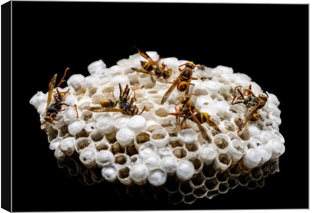 Dead Paper Wasps and Nest Canvas Print by Antonio Ribeiro