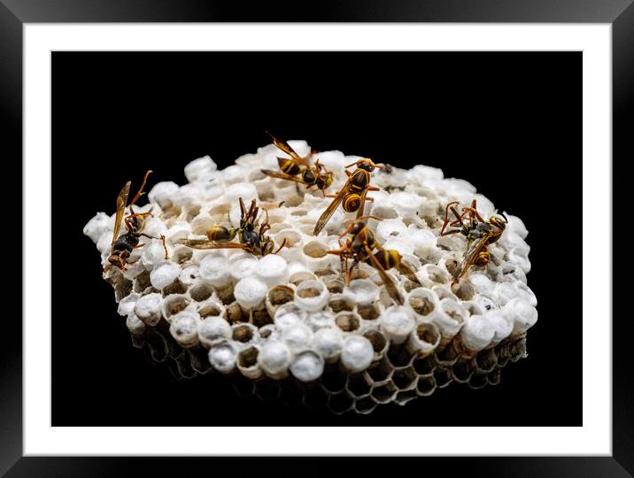 Dead Paper Wasps and Nest Framed Mounted Print by Antonio Ribeiro