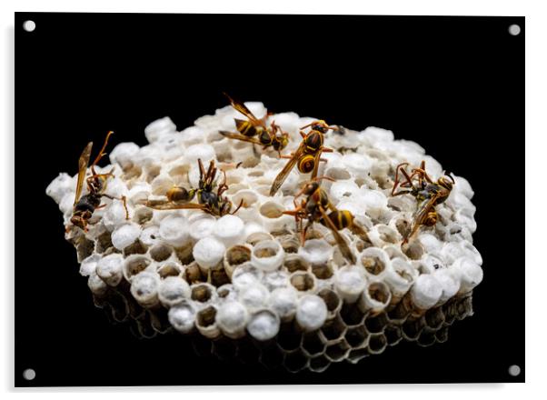 Dead Paper Wasps and Nest Acrylic by Antonio Ribeiro