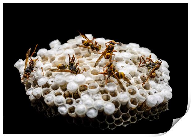 Dead Paper Wasps and Nest Print by Antonio Ribeiro