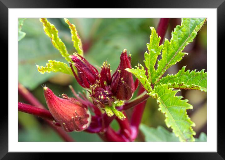 Okra Bloom and Green Leaves Framed Mounted Print by Antonio Ribeiro