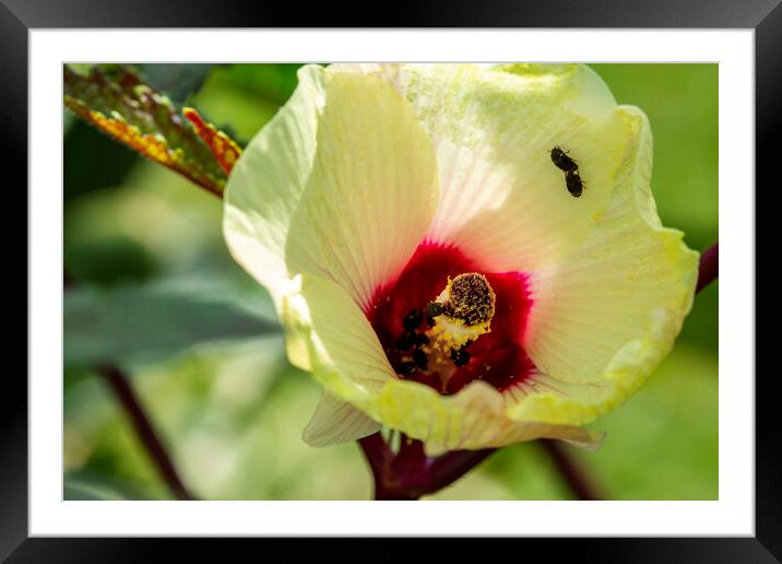 Okra Flower and Pollinating Insects Framed Mounted Print by Antonio Ribeiro