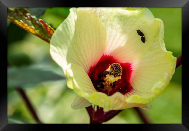 Okra Flower and Pollinating Insects Framed Print by Antonio Ribeiro