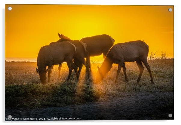 Elk Sunset Acrylic by Sam Norris