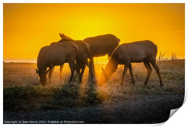 Elk Sunset Print by Sam Norris