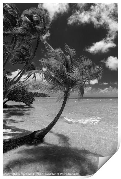 Bora Bora beach palms in sunlight Luxury beach  Print by Spotmatik 